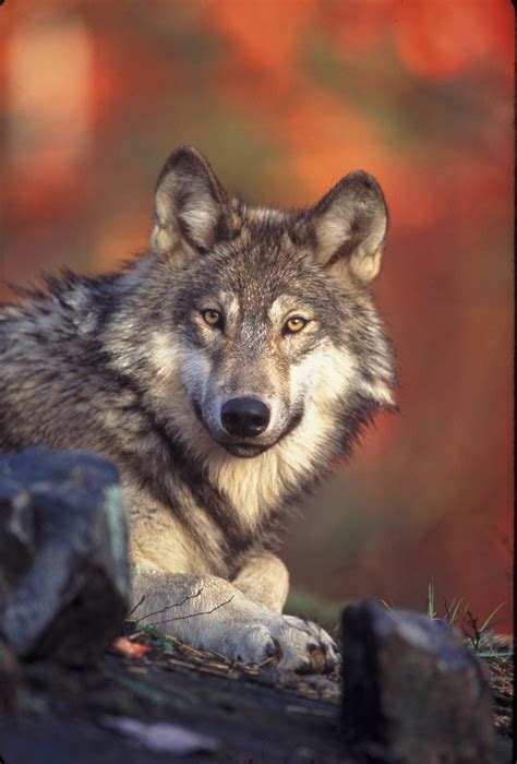 Gray Wolf Photographs And Video Us Fish And Wildlife Service