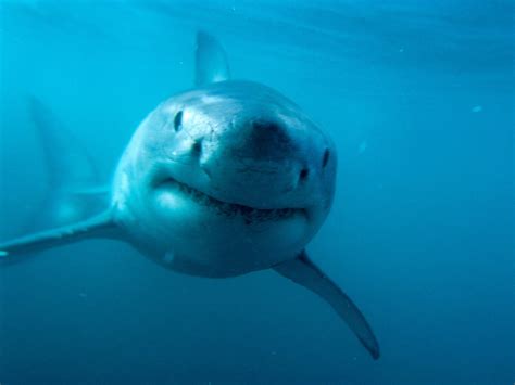 Wallpaper Underwater Great White Shark Sea Life