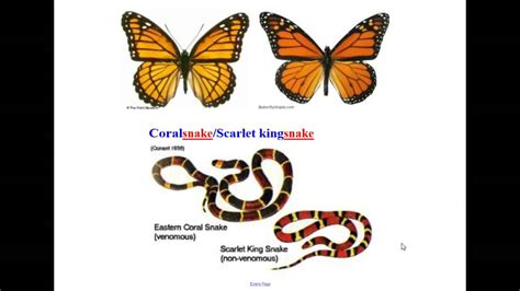 Monarch Butterfly Mimicry Nature S Way A Monarch Butterfly S Mimicry