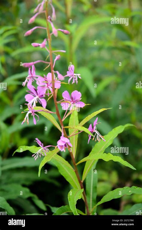 Chamaenerion Angustifolium Known As Fireweed Great Willowherb Or