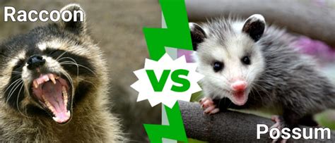 Raccoon Vs Possum What Are The Differences Imp World
