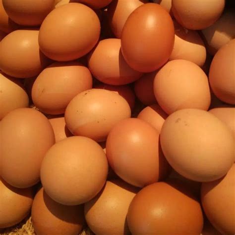 Kangsayur Telur Ayam Negeri Per 1 Kg Shopee Indonesia