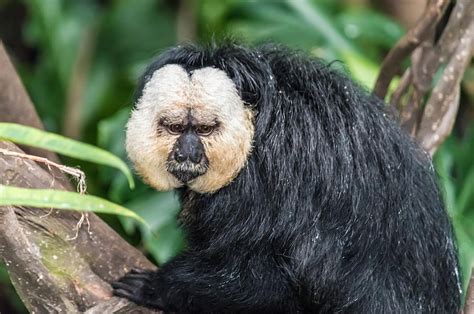 White Faced Saki Photograph By Ray Sheley Fine Art America