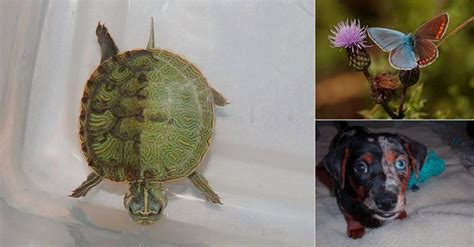 17 Animals With Genetic Mutations That Give Them Interesting Appearances
