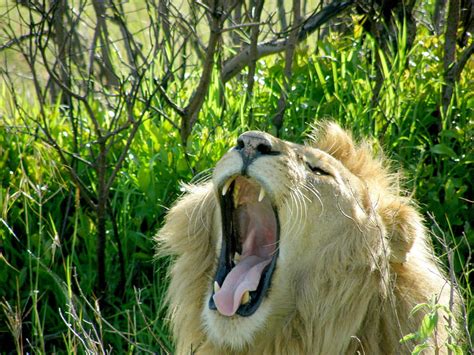 Sleepy King Yawn Africa Lion Wild Hd Wallpaper Peakpx
