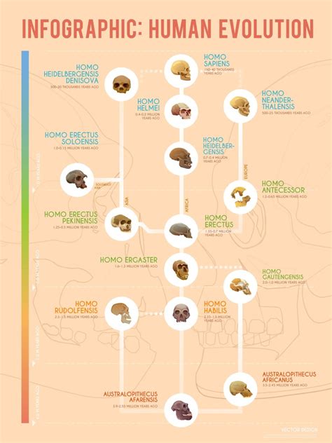 Human Evolution: A Timeline of Early Hominids [Infographic] - Earth How