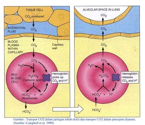 Di dalam alveolus akan terjadi pertukaran gas. BIOLOGI KELOMPOK 3 XI IPA R2: Sistem Respirasi Biologi ...