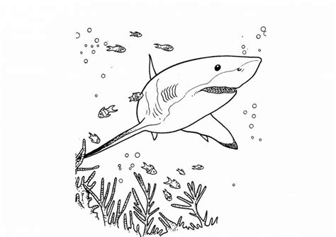 Chia sẻ hơn 84 về hình tô màu cá mập hay nhất coedo com vn