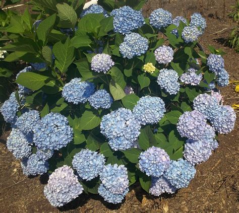 What Color Is Your Hydrangea Endless Summer Angelica Nurseries Inc