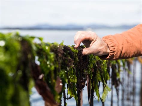 Ocean Of Opportunity For Plastics From Seaweed Start Up Uluu The