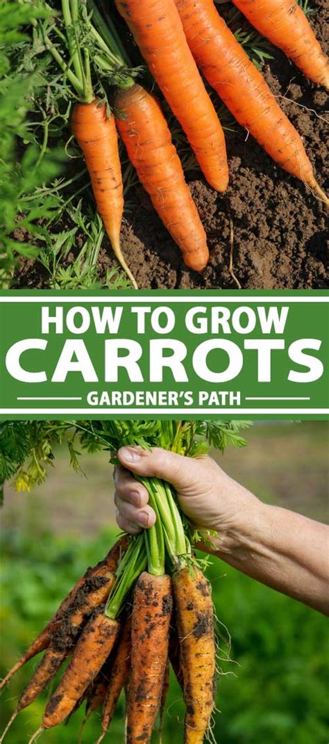 How To Plant And Grow Carrots Gardeners Path Vegetable Garden For