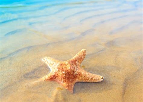 Top 115 Water Animal Starfish