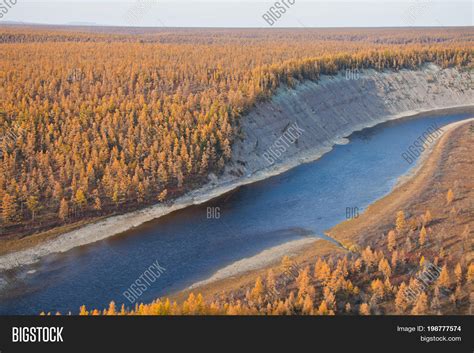 Siberian River Larch Image And Photo Free Trial Bigstock
