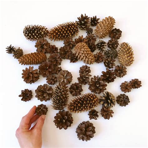 Assorted Natural Pine Cones Different Size Bulk Natural Etsy