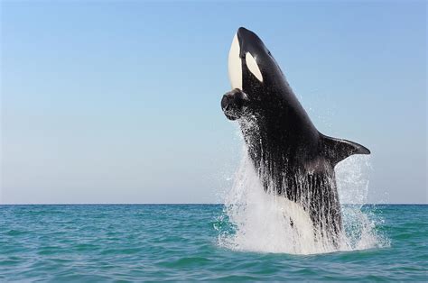Orca Jumping Out Of Water Photograph By Martin Ruegner Fine Art America