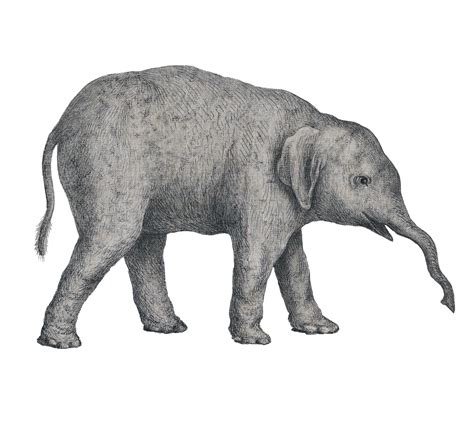 Elephant Draw Sketch Gratis Stock Bild Public Domain Pictures
