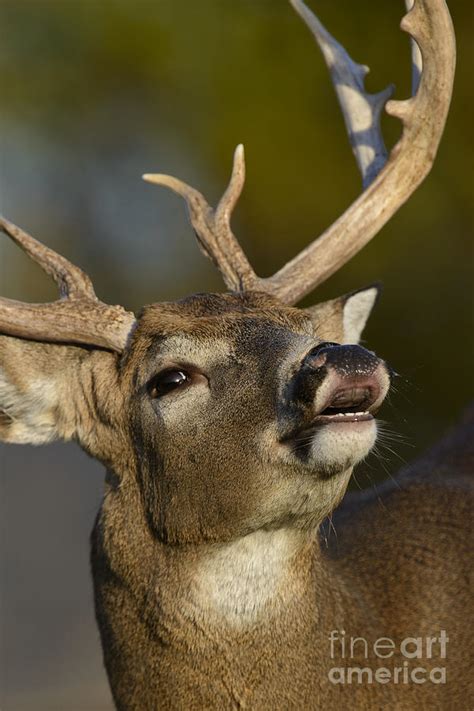 White Tailed Buck Deer Pearly Whites Photograph By Timothy Flanigan Fine Art America