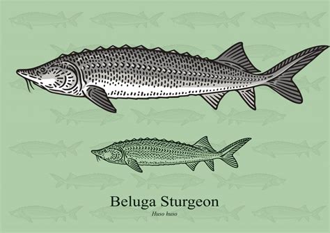 Beluga Sturgeon Facts And Information Guide American Oceans