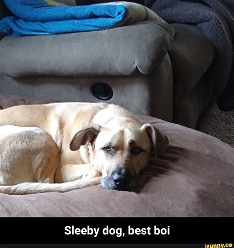 Sleeby Dog Best Boi Sleeby Dog Best Boi Ifunny