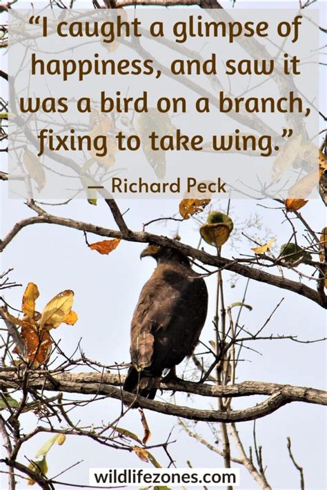 115 Inspirational Bird Quotes And Sayings Wildlifezones