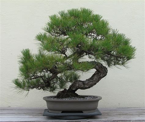 About this sound bonsai (盆栽 japanese) (lit. Bonsai - Wikipedia