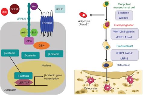 The Activated Wnt B Catenin Signaling Pathway Left And Factors