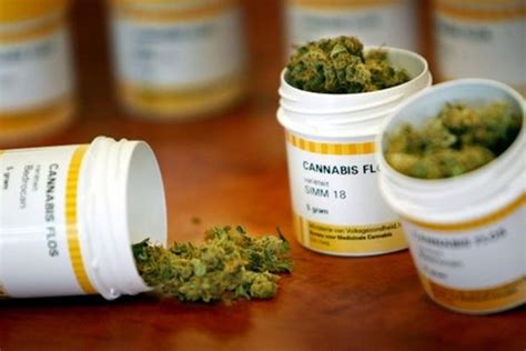 Cinco Claves Para Entender El Proyecto De Cannabis Medicinal La Gaceta Salta