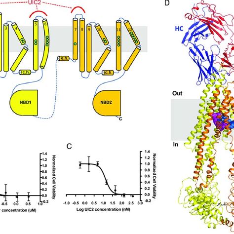 Structural And Functional Characterization Of Uic2 Fab And