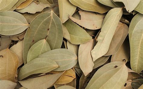 Cinnamon Leaf Dried Cinnamon Leaves Etsy