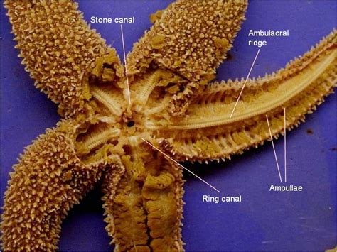 Starfish Dissection