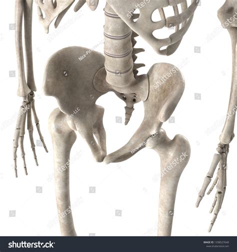3d Render Male Skeleton Hips Stock Illustration 1338527648 Shutterstock