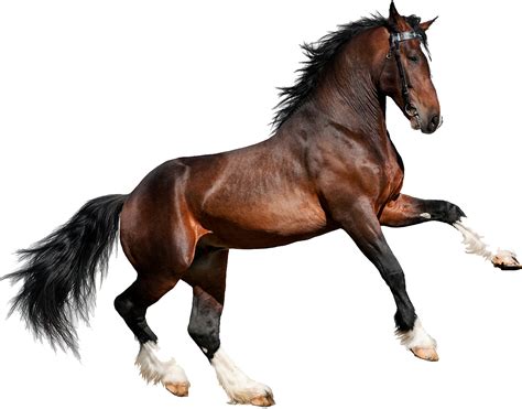 O Cavalo Png Cavalo Os Cavalos Um Cavalo Png Imagem Para Download