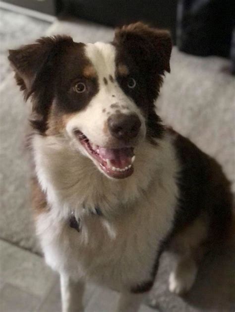 Adopt A Dog Aussie Rescue San Diego