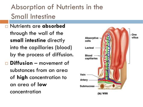 Ppt Nutrient Absorption Powerpoint Presentation Free Download Id