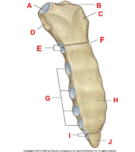 Print Bones Of The Upper Limb Flashcards Easy Notecards