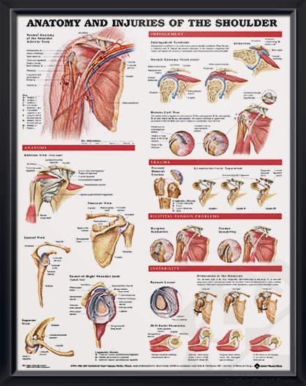 Shoulder pain doesn't have to be a fact of life. Anatomy and Injuries of the Shoulder Chart 20x26 ...