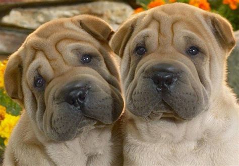 Chinese Shar Pei Puppies For Sale Del Mar Avenue Ca 216557