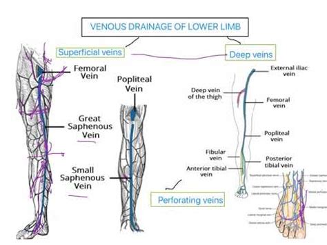 Venous Drainage Of Lower Limb Lower Limb Youtube