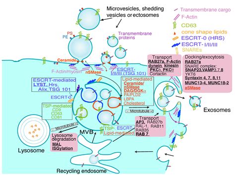 t lymphocyte and car t cell derived extracellular vesicles encyclopedia mdpi