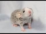Photos of Fancy Rat