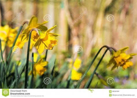 Yellow Daffodil Easter Narcissus Flowers Blooming Stone Wall Ba Stock