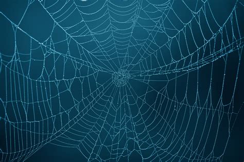 67 Spider Web Backgrounds On Wallpapersafari