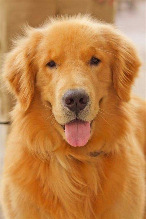 I Love The Color Of This Golden Retriever Dogs Golden Retriever