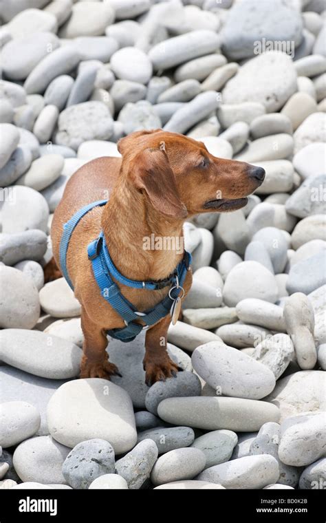 A Miniature Dachshund In A Blue Harness Surrounded By Rocks And Pebbles