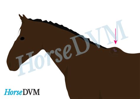 Fistulous Withers Horsedvm Diseases A Z