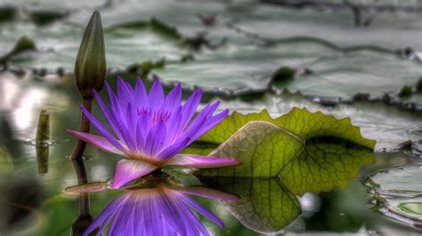 Purple Water Lily Buds Green Leaves Reflection Hd Flowers Wallpapers