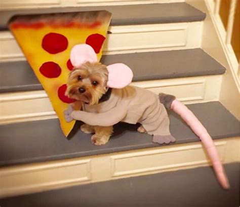 Halloween 2015 The Top 10 Pizza Rat Costumes I Dream Of Pizza