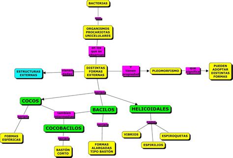 Mapa Conceptual De Las Bacterias Mapas Conceptuales