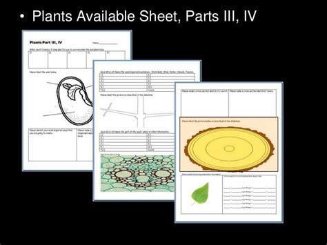 Plant Tissues Woody Plants Xylem Phloem Dendrochronolgy Biology L