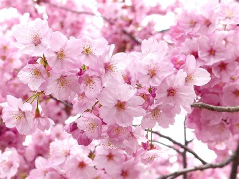 Hd Wallpaper Pink Flowers Sakura Blossom Sky Spring Cheery